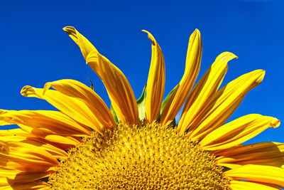 Close-up of sunflower against sky