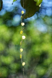 Close-up of water drops on plant