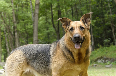 Portrait of dog in forest