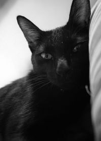 Portrait of black cat
