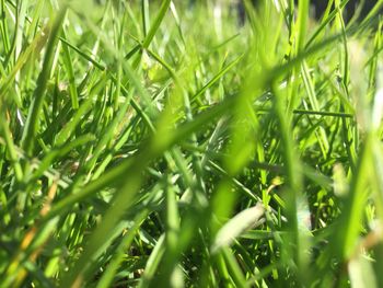 Close-up of grass growing in field