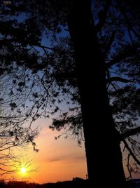 Silhouette of trees at sunset