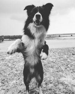 Close-up of dog on beach against sky