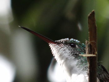 Andean emerald-andenamazilie-agyrtria franciae hummingbird