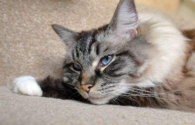 Close-up of cat looking away