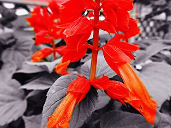 Close-up of orange hibiscus blooming outdoors