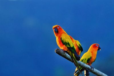 Bird perching on a branch against blue sky