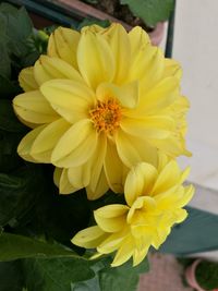 Close-up of yellow flowers blooming outdoors