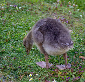 View of a bird on field