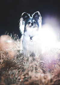 Portrait of dog on field