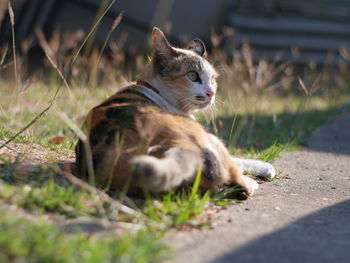 View of a cat looking away