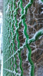 Close-up of spider web on plant