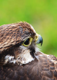 Close-up of a bird looking away