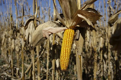 Close-up of corn on field