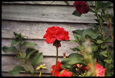 Close-up of pink flowers