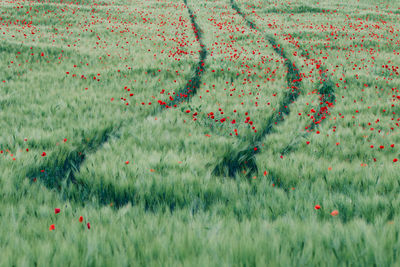 Scenic view of grassy field