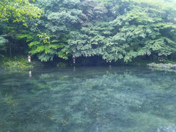 Scenic view of lake in forest