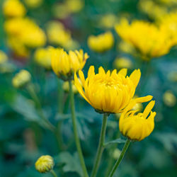 Close-up of yellow flowering plant on field