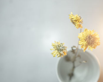 Close-up of daisy flowers