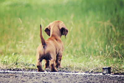 Rear view of a dog against blurred grass