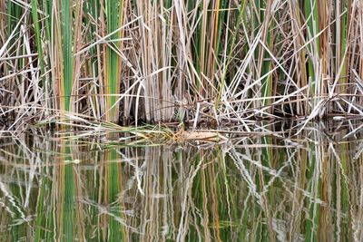 Close-up of grass in lake