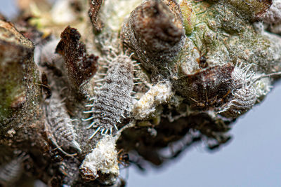 Close-up of frozen plant