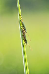 Close-up of insect on leaf