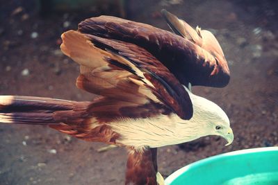 High angle view of flying eagle with spread wings