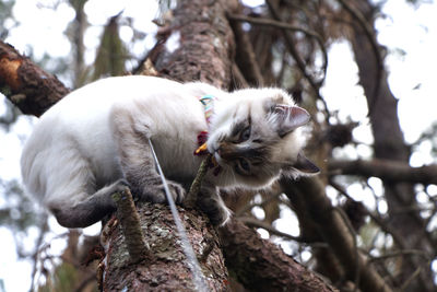 Low angle view of cat on tree