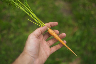 Human hand holding young carrot collected from garden in late summer