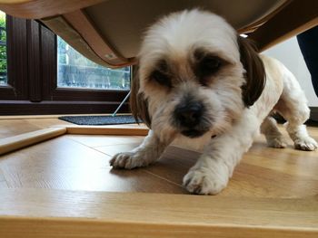 Close-up of puppy at home
