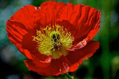 Close-up of red flower