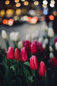 Close-up of pink flowering plants at night