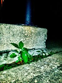 Plant growing on stone wall