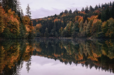 Reflection of trees on lake during autumn