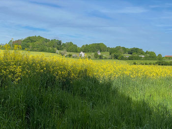 Scenic view of oilseed rape field against sky