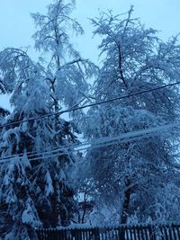 Snow covered trees in forest