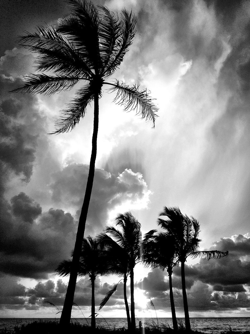 tree, sky, tranquility, tree trunk, tranquil scene, silhouette, cloud - sky, scenics, beauty in nature, palm tree, nature, cloudy, growth, cloud, branch, low angle view, beach, idyllic, non-urban scene, landscape