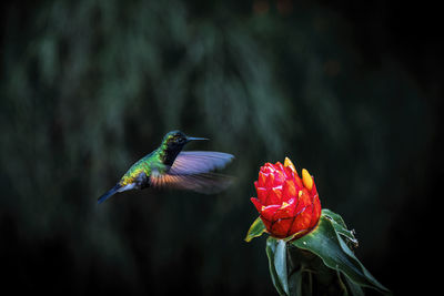 Green humming bird about to feed from a red tropical flower