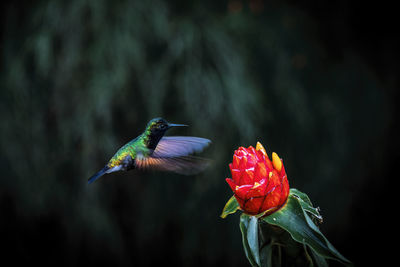 Close-up of bird flying against blurred background