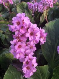 Close-up of pink flowering plant