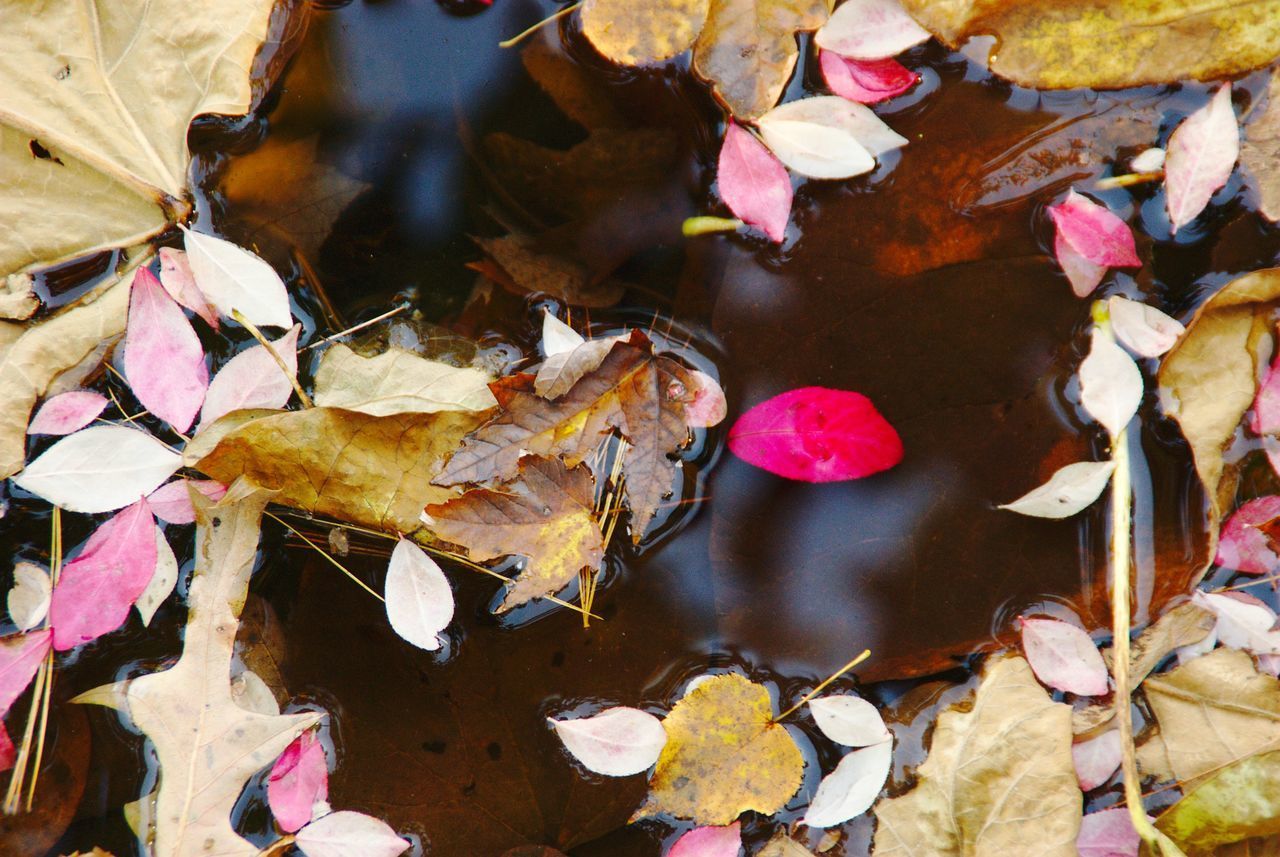 CLOSE-UP OF DRY LEAVES FLOATING ON WATER