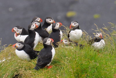 High angle view of birds on land