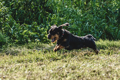 Dog Running