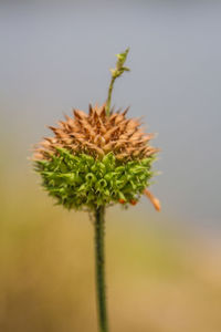 Close-up of thistle plant against sky