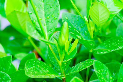 Close-up of raindrops on leaves