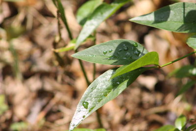 Close-up of raindrops on leaves