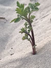 Close-up of plant