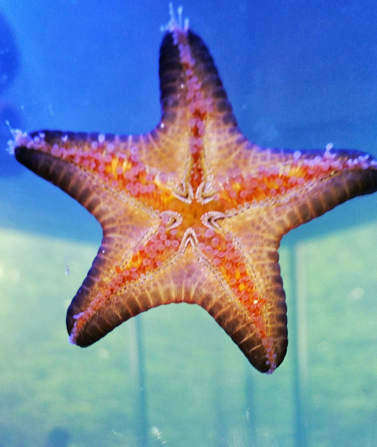 Aquarium photography