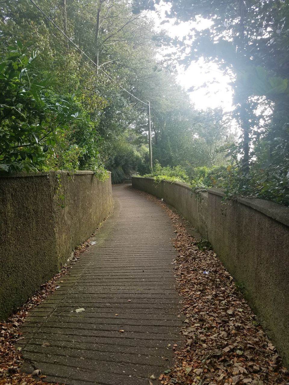 FOOTPATH IN FOREST